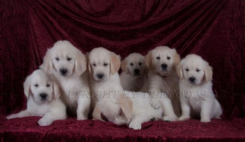 1259042960-b1-Tierfotos-az